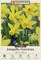 Yellow Sailboat - Jonquilla Narcissus/Daffodil - 12/14 cm Bulbs - 7 Bulbs
